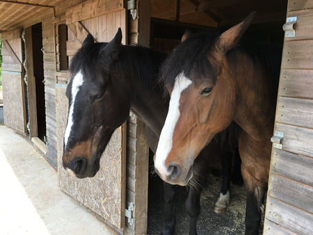 horses ceredigion