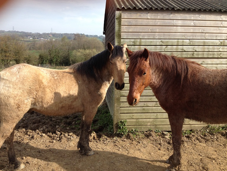 horses ceredigion wales