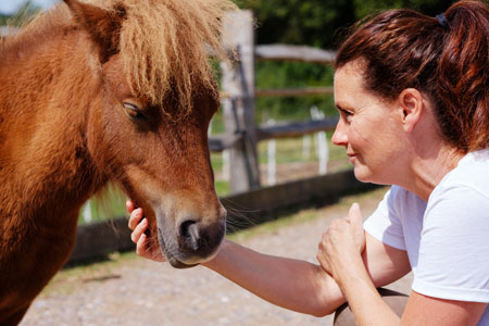 relax with horses wales